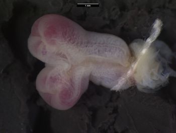 Media type: image;   Herpetology R-183271 Aspect: sulcate
